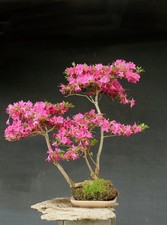 Bonsai di Azalea resistente