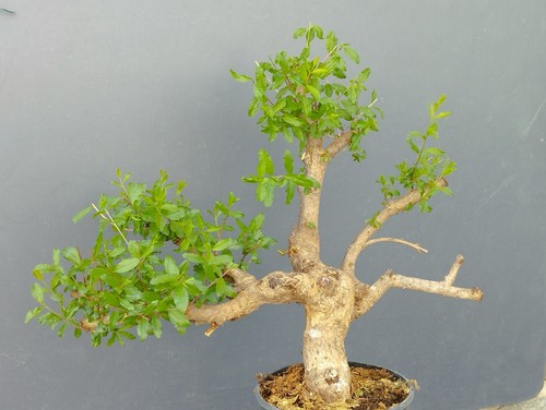 Pre bonsai melograno - di,