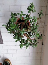 Crassula Ovata. Albero di