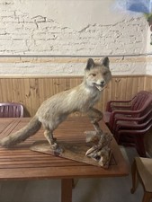 Volpe Imbalsamata In Stile Caccia Su Tronco In Legno 