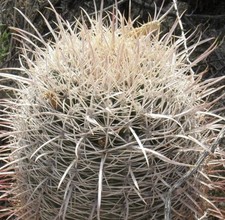 Ferocactus acanthodes var