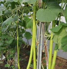 ZUCCA SERPENTE DI SICILIA - NUMERO DI SEMI PER GRAMMO 5