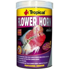 Tropical flower horn adult - tropical,