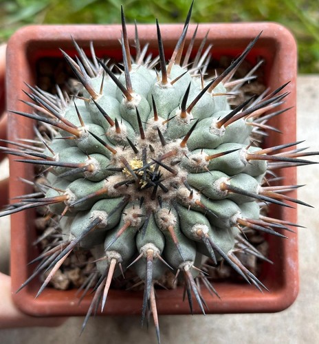 Copiapoa cinerea mount - cinerea,