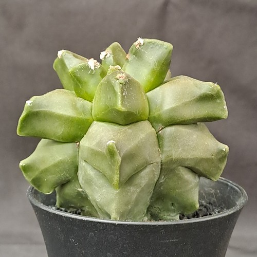 Astrophytum myriostigma - , cv