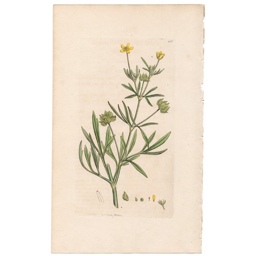 Antica botanica inglese - , 1793