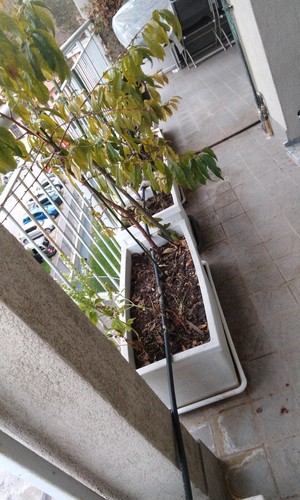 Vasi giardino con piante - vasi,