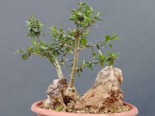 Bonsai Olivastro 20x18cm In