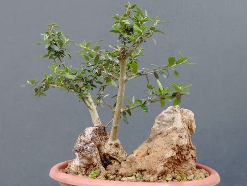 Bonsai olivastro 20x18cm - bonsai,