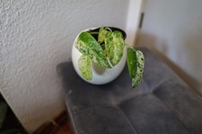 Philodendron Giganteum