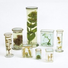 ABGIL Algae Genus(Botany)