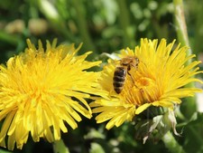 2000 semi tarassaco comune