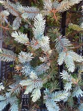 Picea pungens Hoopsii Abete