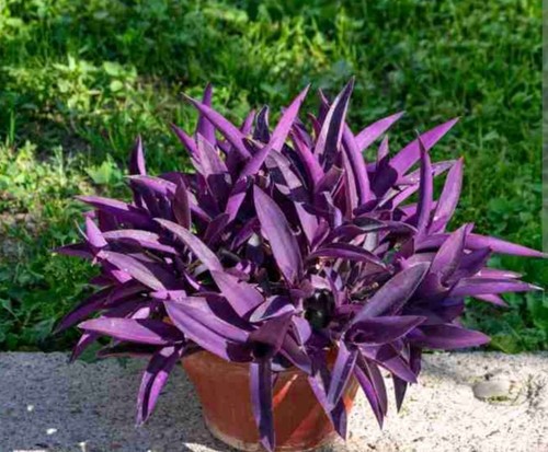 Talee tradescantia pallida - talee,