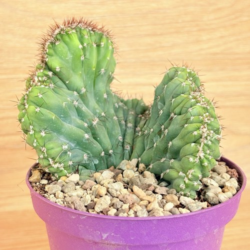 Cereus peruvianus coral - cereus, v.