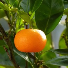 PIANTA DI MANDARINO TARDIVO in