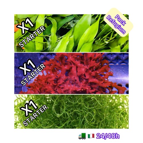 Novità mini pack alghe x3 - alghe,