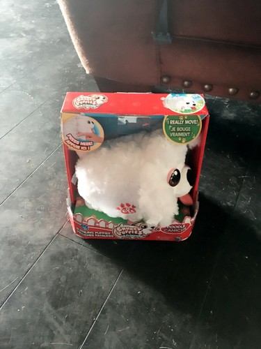 Paffuti cuccioli barboncino