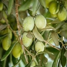 PIANTA DI ULIVO BELLA DI