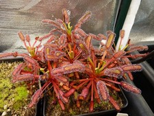 DROSERA CAPENSIS "BAINS KLOOF"