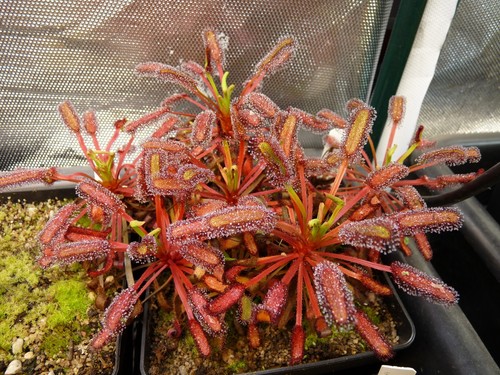 Drosera capensis bains kloof - capensis, "bains