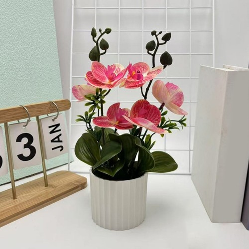 Bonsai phalaenopsis - bonsai, di
