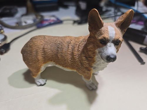 Pembroke welsh corgi dog - welsh,