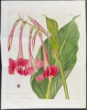 Curtis - Canna o canna indiana