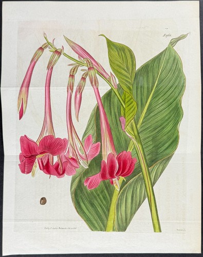 Curtis canna indiana - canna,