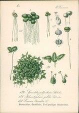 Chromolithographie 