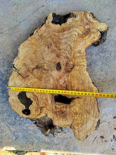 Fetta radica ulivo 40cm - di,