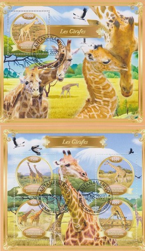Giraffe madagascar timbrate - giraffe,