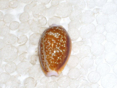 Cypraea helvola meridionalis - helvola,