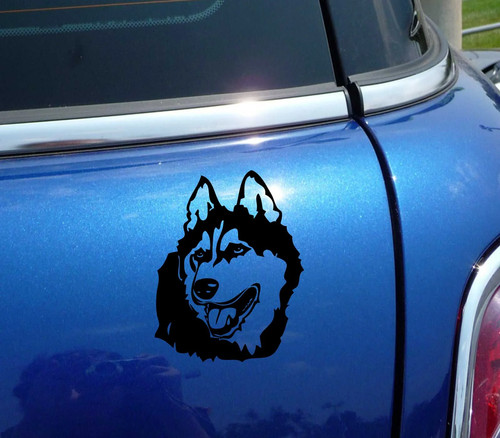 Alaskan malamute testa - malamute,