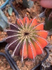 Uebelmannia variegato decorazione giardino piante cactus decorazione giardino boutique