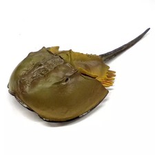 Granchio Ferro di Cavallo