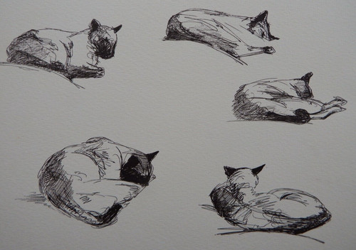 Disegno inchiostro gatti - a,