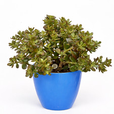 Crassula ovata 10cm - |, jade