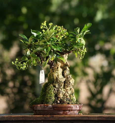 Prebonsai piracanta - prebonsai,