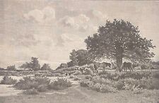 Lande Di Sainte-Anne