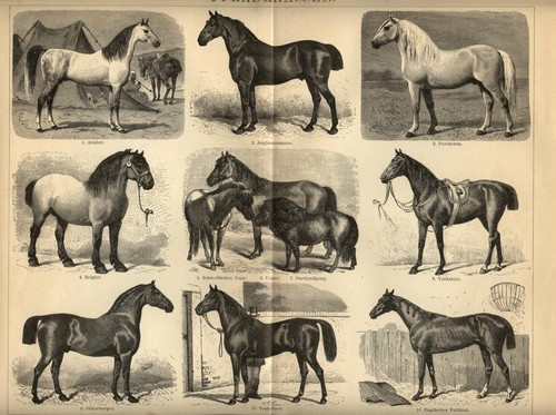 1898 cavalli razze - 1898,