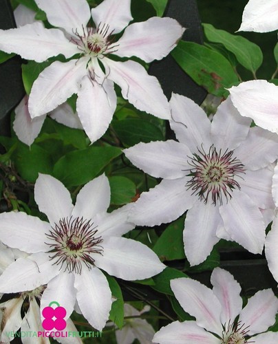 Pianta clematis montana - pianta, di