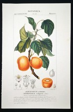 1831,TURPIN INCISIONE ORIGINALE FINE ANTICO ACQUERELLO ALBICOCCA FRUTTA XZ1