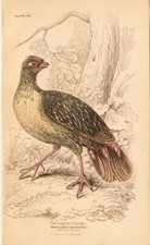 STARNA O  PERNICE, di  JARDINE