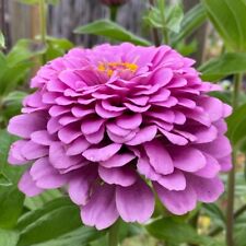 Semi di Zinnia Lavanda | Semi
