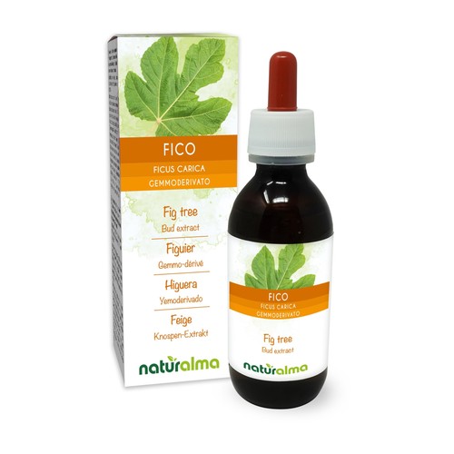 Fico - (ficus, carica)
