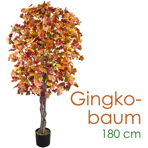Albero ginkgo - ginkgo,