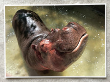 1 cartolina XXL Happy Hippo