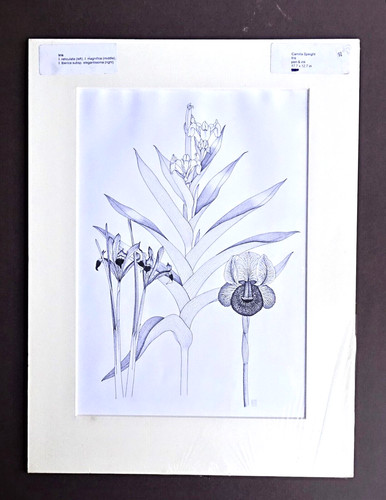 Penna originale disegno