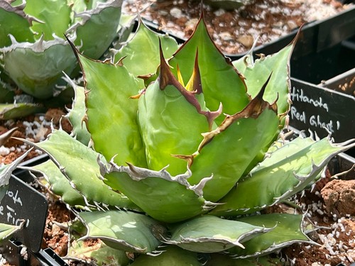 Agave titanota red ghost - titanota,